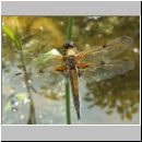 Libellula quadrimcatulata - Vierflecklibelle 02.jpg